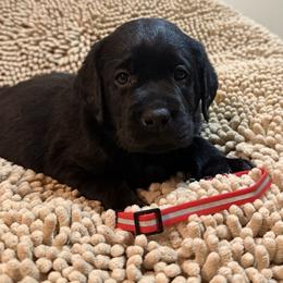 Red Girl - Black female Labrador Retriever puppy in North Pole, Alaska from Mulberry Retrievers