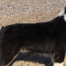 Australian Shepherds and Miniature American Shepherds from Shawnkara Australian Shepherds & Miniature American Shepherds