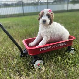Goldendoodle Puppies from The Doodle House