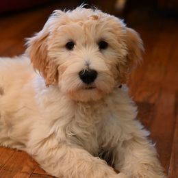 Labradoodle Puppies from 101 Labradoodles