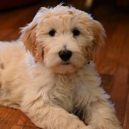 Labradoodle Puppies from 101 Labradoodles