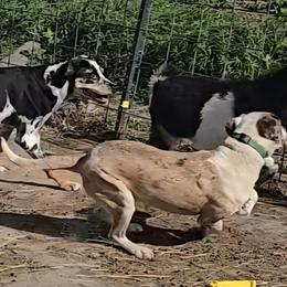 Catahoula Leopard Dogs from Bradford Catahoulas