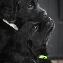 Flat-Coated Retriever Puppies from DesertFire Flat-Coated Retrievers