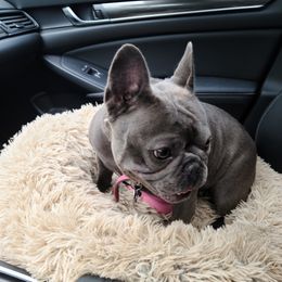 Rinna - French Bulldog