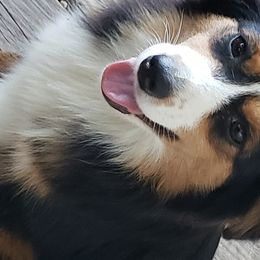 Miniature Australian Shepherds from K-9 On The Ridge