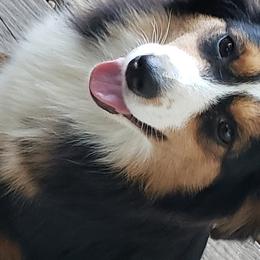 Miniature Australian Shepherds from K-9 On The Ridge