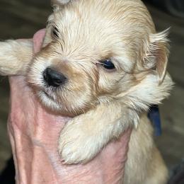 Bentley - Wheaten male Miniature Schnauzer puppy in Port Orchard, Washington from Silver Bells Miniature Schnauzers