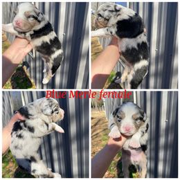 Girl 2 - Miniature Australian Shepherd puppy in Paris, Texas from Kuttin’ Up Mini Aussies