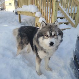 Loki - Siberian Husky