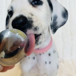 Miss Pink - White and black female Dalmatian puppy in Chehalis, Washington from Dalmatian Vacation