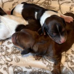 Dachshunds from Oakleys Dachshund Haven