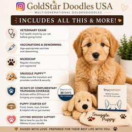 Blue - Red  male Goldendoodle puppy in Miami, Florida from GoldStar Doodles USA