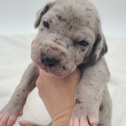 Nova Blue Merle - Merle female Great Dane puppy in Kannapolis, North Carolina from Carolina Great Danes & Toy Poodles