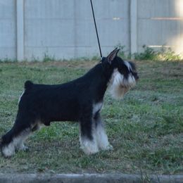 Hasi - Miniature Schnauzer