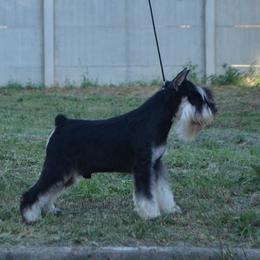 Hasi - Miniature Schnauzer