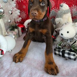 Purple - Red and rust female Doberman Pinscher puppy in Anderson, Indiana from Legendary Kennels