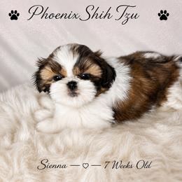 Sienna - Tricolor female Shih Tzu puppy in Hayden, Idaho from Phoenix Shih Tzu