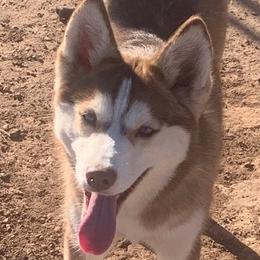 Frey - Pomsky