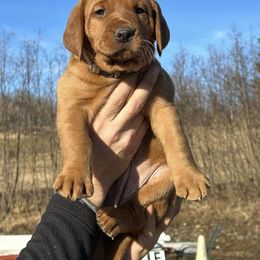 Labrador Retriever Puppies from West Wind Farm’s Labradors & Livery