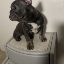 Girl 2 - Tricolors French Bulldog puppy in San Jose, California from Dawgie Empire