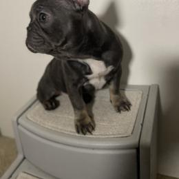 Girl 2 - Tricolors French Bulldog puppy in San Jose, California from Dawgie Empire