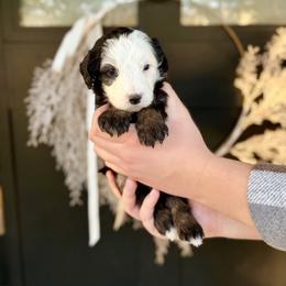Topaz- brown collar - Tri-color male Bernedoodle puppy in Salt Lake County, Utah from Coco Avenue Pups