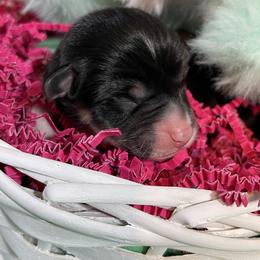 Female 2 - Black and tan female Pembroke Welsh Corgi puppy in Barstow, California from Caldwell’s Corgis of Southern California