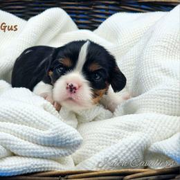 Gus-Gus (previously Yahtzee) - Tri-color male Cavalier King Charles Spaniel puppy in Tyler, Texas from Kalon Cavaliers