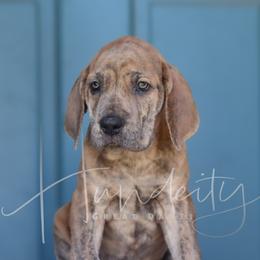Rayne - Blue female Great Dane puppy in Denison, Texas from Hundeity Great Danes