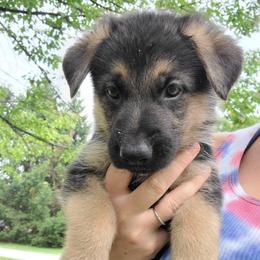 Blue - Black and red male German Shepherd puppy in Coatesville, Pennsylvania from Jessica's German Shepherds