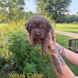 Yellow boy - Chocolate male Labrador Retriever puppy in Conway, Missouri from Ozark Mountain Kennel