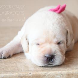 Cleo's Fuchsia - Yellow female Labrador Retriever puppy in Pasco, Washington from ROCK CREEK LABRADORS Pasco, WA