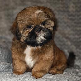 Male 4 - Red male Shih Tzu puppy in Dixon, Illinois from Sharon's Pups