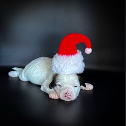 Seal - White male Chinese Crested puppy in New Smyrna Beach, Florida from FronkLinn Kennel