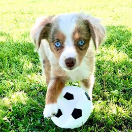 Australian Shepherds, Miniature Australian Shepherds, and Toy Australian Shepherds from Brushy Creek Aussies & Mini Aussies