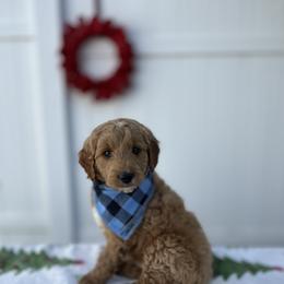 Rudolph - Red  male Goldendoodle puppy in Apopka, Florida from Rae Precious Puppies