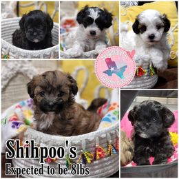 Shihpoo puppies from Sugarland's Texas Goldendoodles