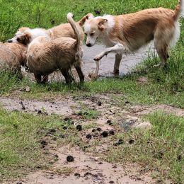 English Shepherd Puppies from ThreeDarkBays English Shepherds