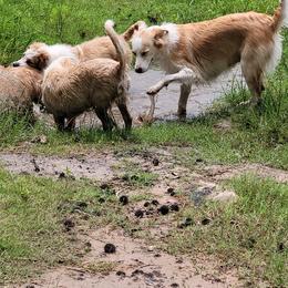 English Shepherd Puppies from ThreeDarkBays English Shepherds