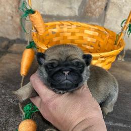 Green collar - Fawn male Pug puppy in Tucson, Arizona from Furever Friends