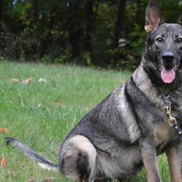 Elka - German Shepherd