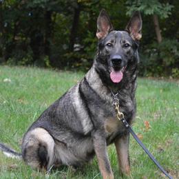 Elka - German Shepherd