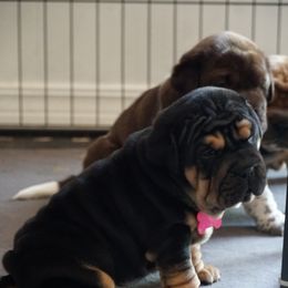 Chinese Shar-Pei, Cocker Spaniel, and Companion Cross Puppies from Mini Hippo Land