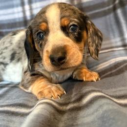 Jack - Dapple male Dachshund puppy in Williamson, New York from Maisy & Meg