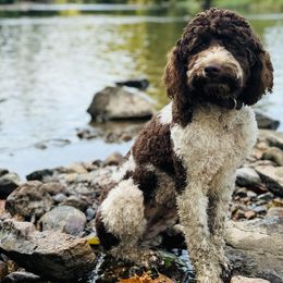 Australian Labradoodle All Grown Up from Clinch River Labradoodles
