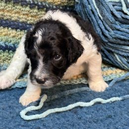 Alora - Black and white female Sheepadoodle puppy in Chesapeake, Virginia from Doodle-Cove