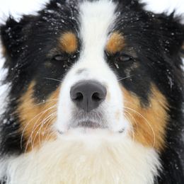 Australian Shepherd All Grown Up from Starbound Aussies