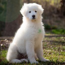 Glacia - White female Maremma Sheepdog puppy in Conway, Missouri from 2J 2K Border Collies | Maremma Sheepdogs