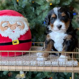 Philly - Tri-color male Bernedoodle puppy in Yuciapa, California from AlltheDoodlez_