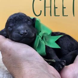 Cheetah - Black male Poodle puppy in Springfield, Oregon from Valaurah Farms